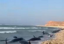 Ku dhawaad ​​140 Dolphins oo ku soo caariyay xeebaha Puntland