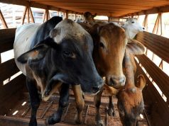 Xayiraadda Dhoofinta Lo’da ee Australia iyo Qalalaasaha Suudaan oo Fursad Dahabi ah u Noqday Soomaaliya