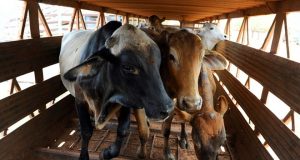 Xayiraadda Dhoofinta Lo’da ee Australia iyo Qalalaasaha Suudaan oo Fursad Dahabi ah u Noqday Soomaaliya