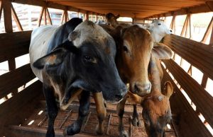 Xayiraadda Dhoofinta Lo’da ee Australia iyo Qalalaasaha Suudaan oo Fursad Dahabi ah u Noqday Soomaaliya