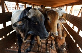 Xayiraadda Dhoofinta Lo’da ee Australia iyo Qalalaasaha Suudaan oo Fursad Dahabi ah u Noqday Soomaaliya