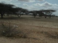 Deegaanno katirsan Gobolka Nugaal oo abaar darteed looga barakacay