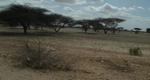 Deegaanno katirsan Gobolka Nugaal oo abaar darteed looga barakacay