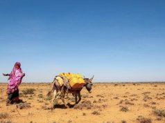 Abaarta Xoogan ee Puntland oo Sababtay Kororka Qiimaha Maciishadda iyo Dhibaatooyin Nolosha ah