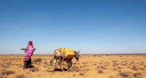 Abaarta Xoogan ee Puntland oo Sababtay Kororka Qiimaha Maciishadda iyo Dhibaatooyin Nolosha ah