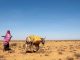 Abaarta Xoogan ee Puntland oo Sababtay Kororka Qiimaha Maciishadda iyo Dhibaatooyin Nolosha ah