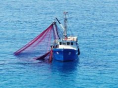 Maraakiibta Shiinaha oo lagu eedeeyay inay si xad dhaaf ah u guranayaan kaydka kalluunka Tuna ee Soomaaliya