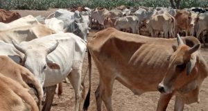 Abaar saamayn taban ku reebtay Xoolo dhaqato & Beeralay oo ka jirta Koofur Galbeed iyo Jubbaland