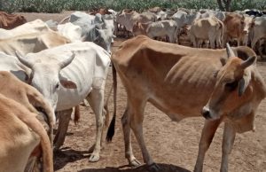 Abaar saamayn taban ku reebtay Xoolo dhaqato & Beeralay oo ka jirta Koofur Galbeed iyo Jubbaland