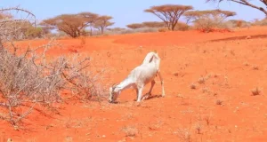 Cimilada Isbeddelaysa iyo Abaarta oo Nolol Adag Ku Reebay Barakacayaasha Gudaha Dalka