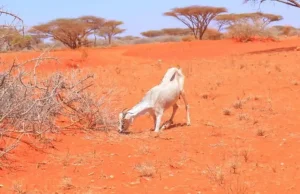 Cimilada Isbeddelaysa iyo Abaarta oo Nolol Adag Ku Reebay Barakacayaasha Gudaha Dalka