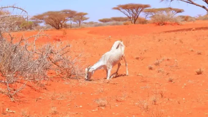 Cimilada Isbeddelaysa iyo Abaarta oo Nolol Adag Ku Reebay Barakacayaasha Gudaha Dalka