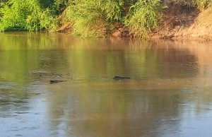 Dhageyso: Wabiga Shabeele oo biyo keenay &Saameynta isbadalka Cimilada