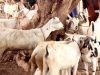Sare u kac ku yimid Qiimaha Xoolaha la gowraco Ciidda Carafo ee Suuqyada magaalada Muqdisho