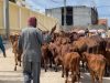 Maamulka Gobolka Banaadir oo mamnuucay lo’da lagu daayo waddooyinka Muqdisho