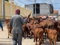 Maamulka Gobolka Banaadir oo mamnuucay lo’da lagu daayo waddooyinka Muqdisho