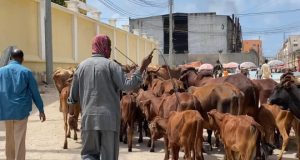 Maamulka Gobolka Banaadir oo mamnuucay lo’da lagu daayo waddooyinka Muqdisho