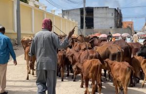 Maamulka Gobolka Banaadir oo mamnuucay lo’da lagu daayo waddooyinka Muqdisho