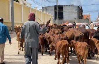 Maamulka Gobolka Banaadir oo mamnuucay lo’da lagu daayo waddooyinka Muqdisho