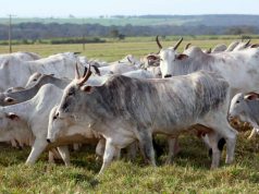 Midowga Yurub oo hakiyay hilibka laga keeno Namibia kaddib markii cudurka afka iyo lugaha uu ku dhacay lo’da