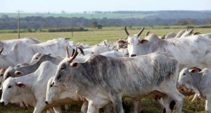 Midowga Yurub oo hakiyay hilibka laga keeno Namibia kaddib markii cudurka afka iyo lugaha uu ku dhacay lo’da